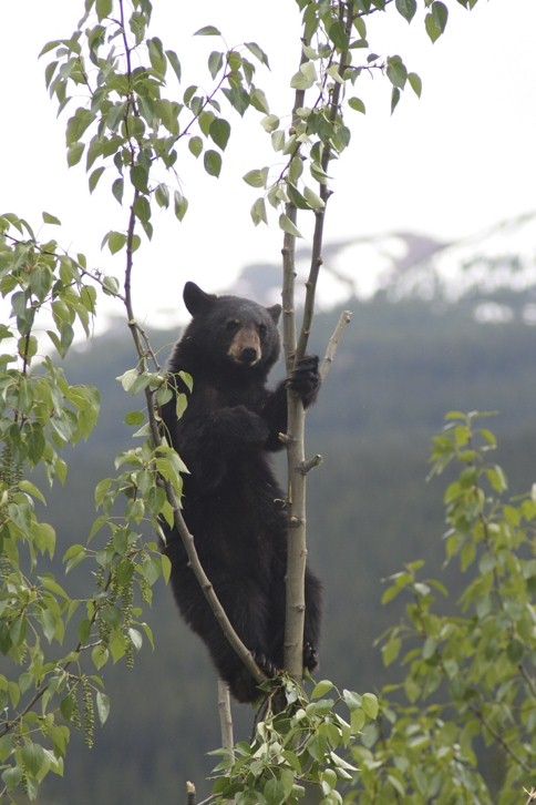 Bearcub in tree